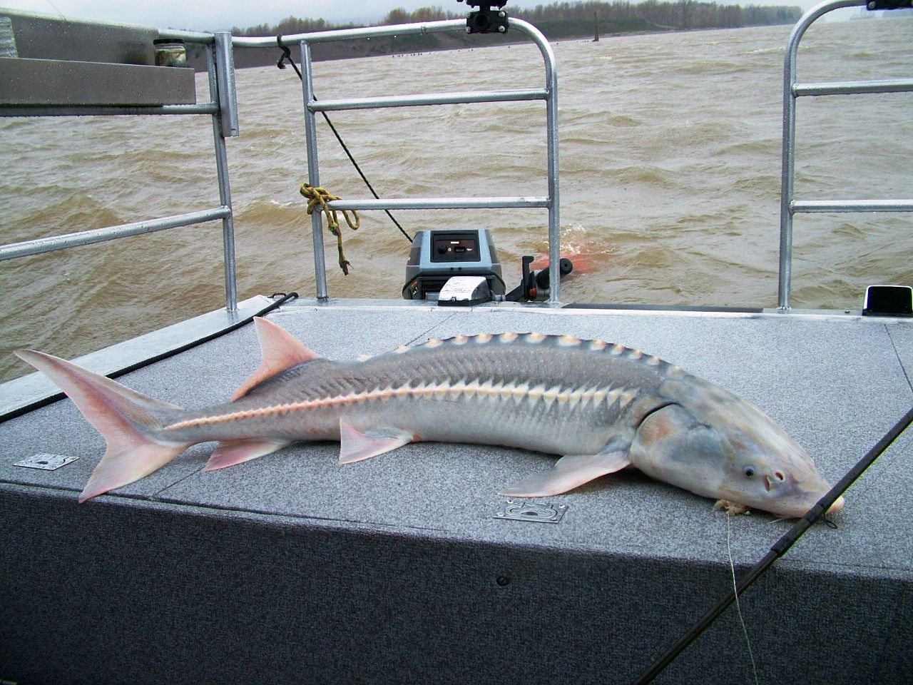 Sturgeon Fishing